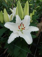 [5321 Sambuca VWS No02.JPG]